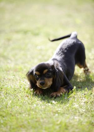 貸切営業も対応している猫カフェです