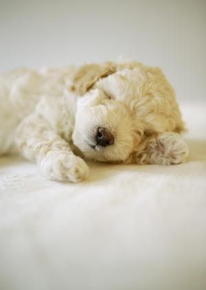 猫の健康管理に必須！ロイヤルカナンの療法食がおすすめの理由