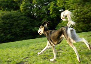 伊勢原にある信頼できる動物病院