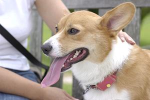 ウエスティーは人気のブリーダーで探す