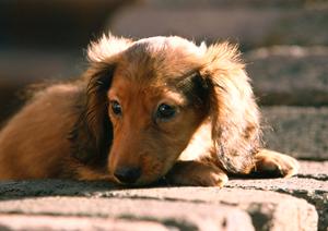 ポメラニアンの販売に実績があり安心