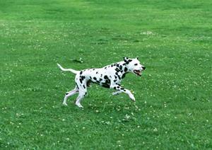 ペット保険は保証の内容で選びましょう
