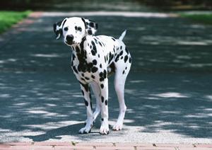 ペットを安全に輸送するための完全ガイド：ストレスフリーな引っ越しと旅行のために知っておきたいポイント