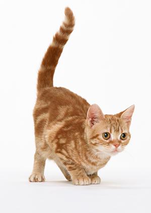 シロアリ駆除の信頼のアサンテ ? 即日対応・土日祝も受付、安心のサービスを提供