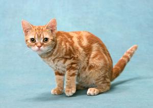 愛猫のためのロイヤルカナン療法食ガイド：健康維持に最適な選択肢とポイント解説