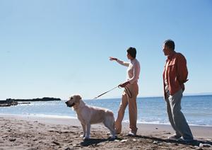 豆柴の子犬を販売しているサイト