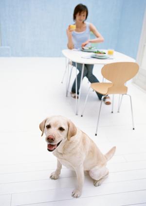 安心・安全なペット輸送を実現する大阪のサービス完全ガイド