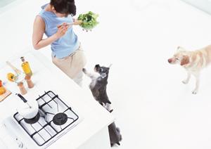 杉並区のチワワ専門ブリーダーのお店