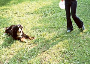 ペット葬儀を大阪で探しているのなら