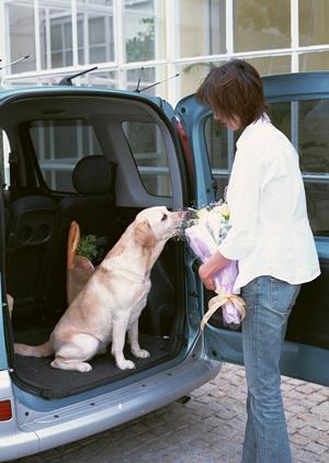 大阪で安心・安全なペット輸送サービスを選ぶための完全ガイド